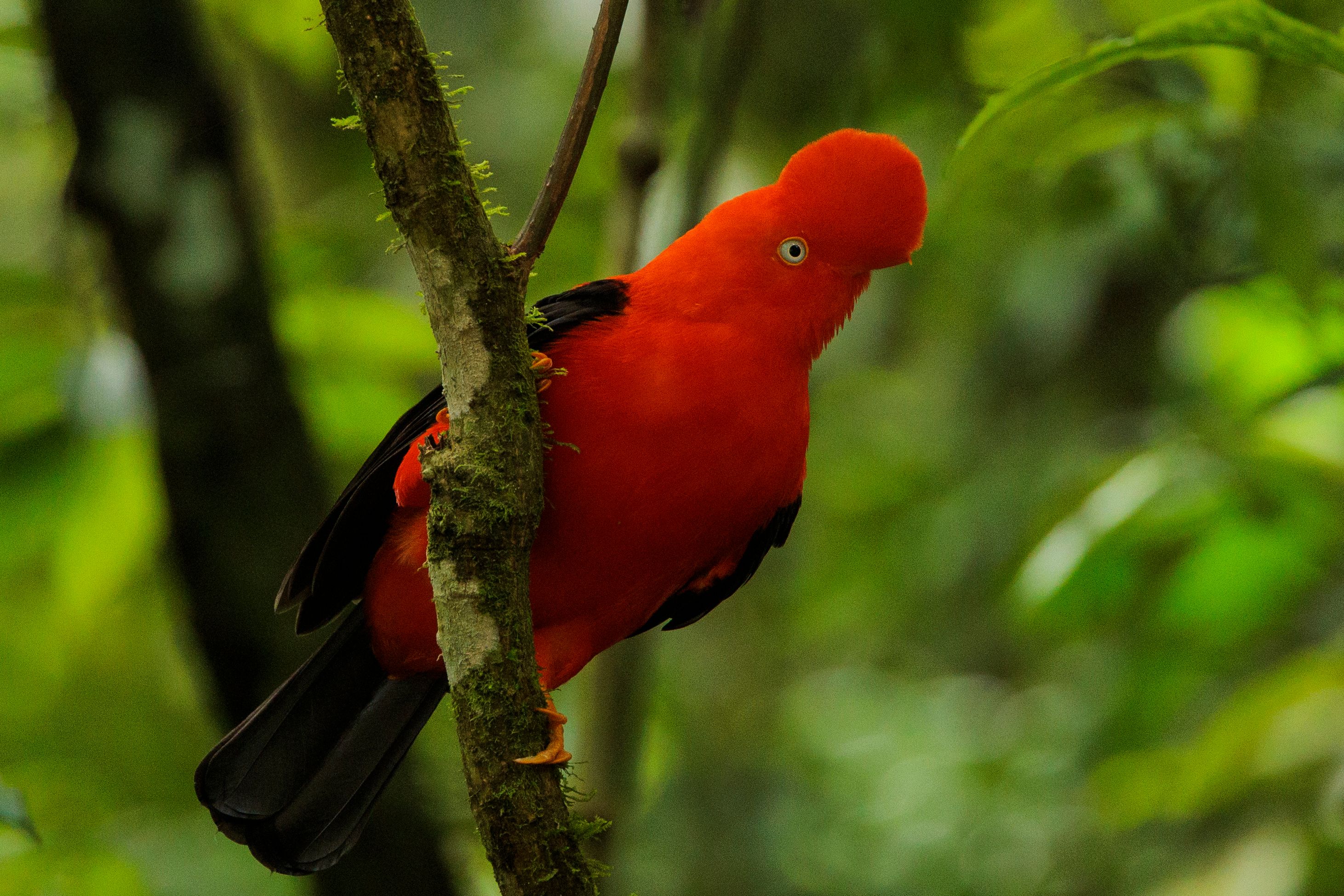 selective-focus-shot-of-andean-cock-of-the-rock-r-2025-02-02-21-11-32-utc.jpg